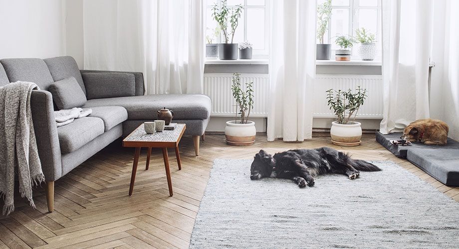 Ein Teppich in einem Wohnzimmer mit einem Hund drauf